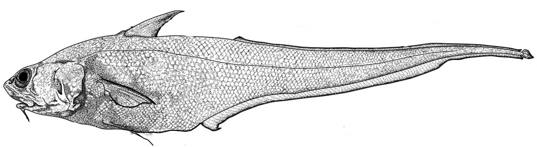 Coryphaenoides armatus_01_bis